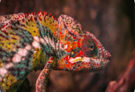 El Color de lo que Sentís.